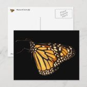 Monarch Butterfly Postkarte (Vorne/Hinten)