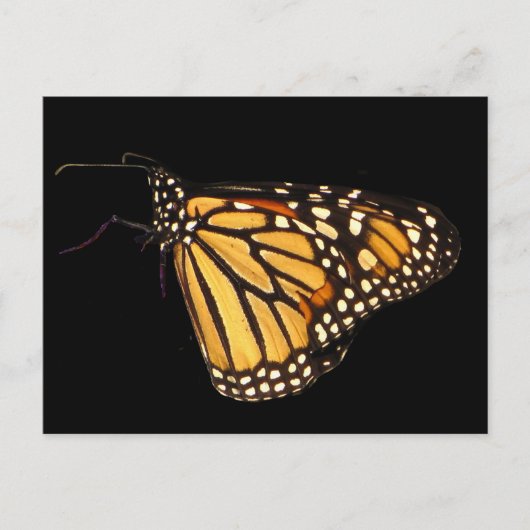 Monarch Butterfly Postkarte (Vorderseite)