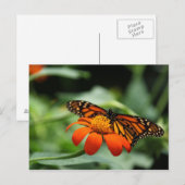 Monarch Butterfly Postkarte (Vorne/Hinten)
