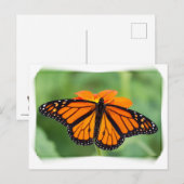 Monarch Butterfly Postkarte (Vorne/Hinten)
