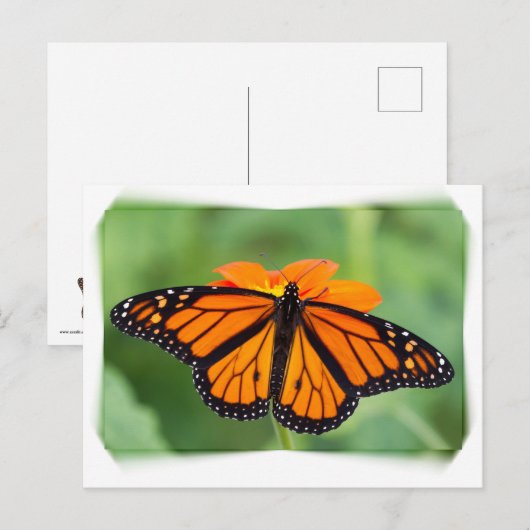 Monarch Butterfly Postkarte (Vorne/Hinten)