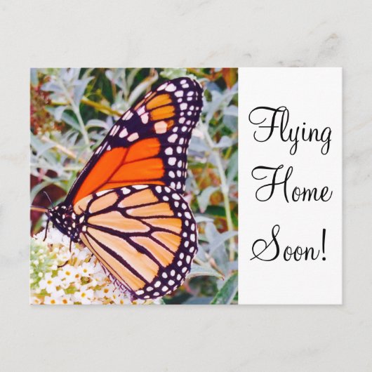 Monarch Butterfly Postkarte (Vorderseite)