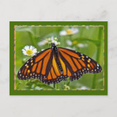 Monarch Butterfly Postkarte (Vorderseite)