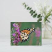 Monarch Butterfly Postkarte (Stehend Vorderseite)