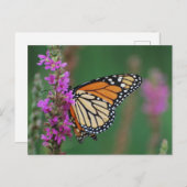 Monarch Butterfly Postkarte (Vorne/Hinten)