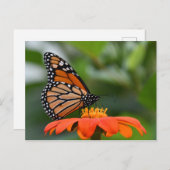 Monarch Butterfly Postkarte (Vorne/Hinten)