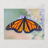 Monarch Butterfly Postkarte (Vorderseite)