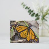 Monarch Butterfly Postkarte (Stehend Vorderseite)