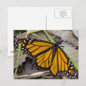 Monarch Butterfly Postkarte (Vorne/Hinten)