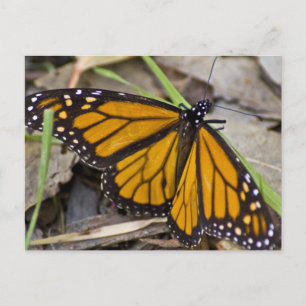 Monarch Butterfly Postkarte
