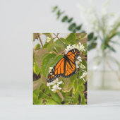 Monarch Butterfly Postkarte (Stehend Vorderseite)
