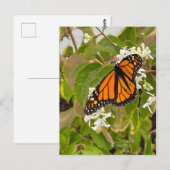 Monarch Butterfly Postkarte (Vorne/Hinten)