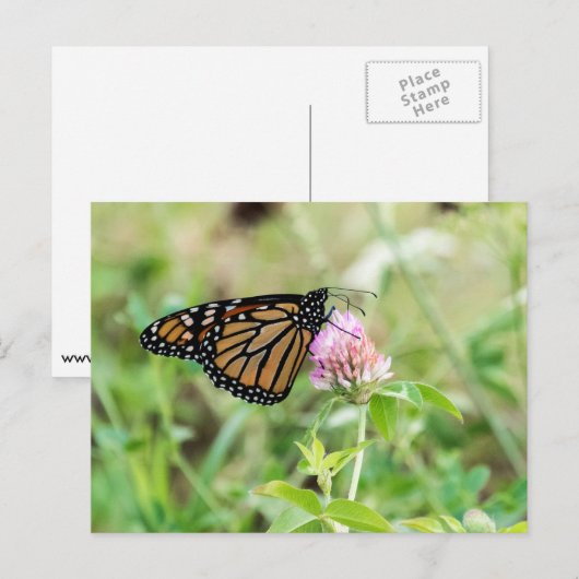 Monarch Butterfly Postkarte (Vorne/Hinten)