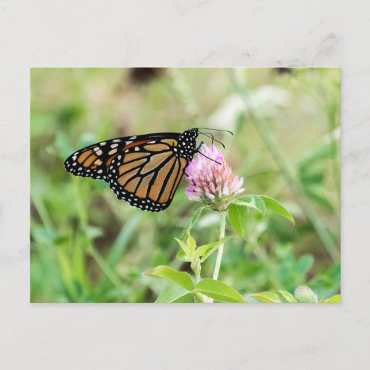 Monarch Butterfly Postkarte (Vorderseite)