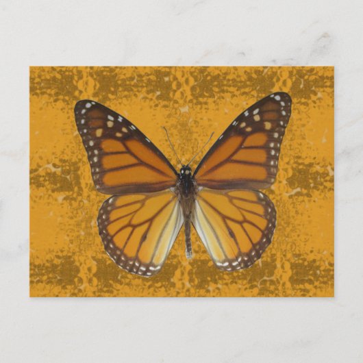 Monarch Butterfly Postkarte (Vorderseite)