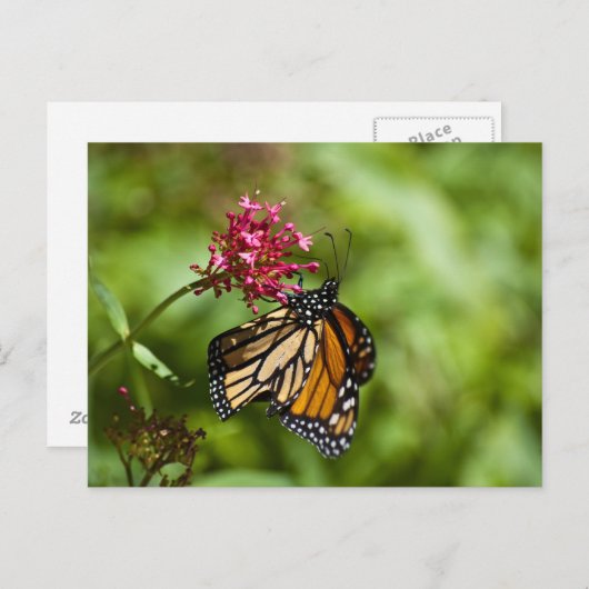 Monarch Butterfly Postkarte (Vorne/Hinten)