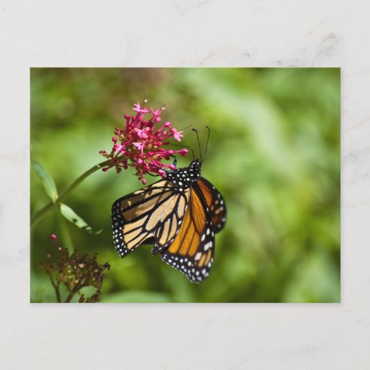 Monarch Butterfly Postkarte (Vorderseite)