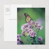 Monarch Butterfly Postkarte (Vorne/Hinten)