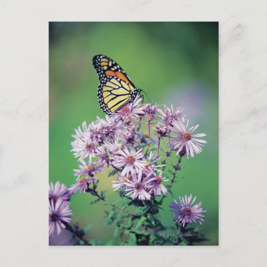 Monarch Butterfly Postkarte (Vorderseite)