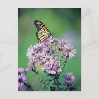 Monarch Butterfly Postkarte