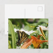Monarch Butterfly Postkarte (Vorne/Hinten)