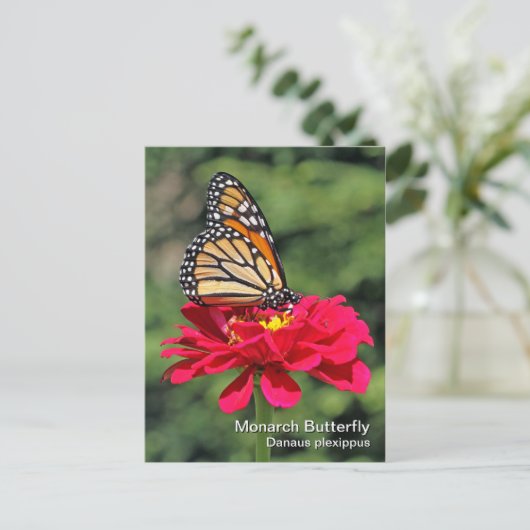 Monarch Butterfly Postkarte (Stehend Vorderseite)