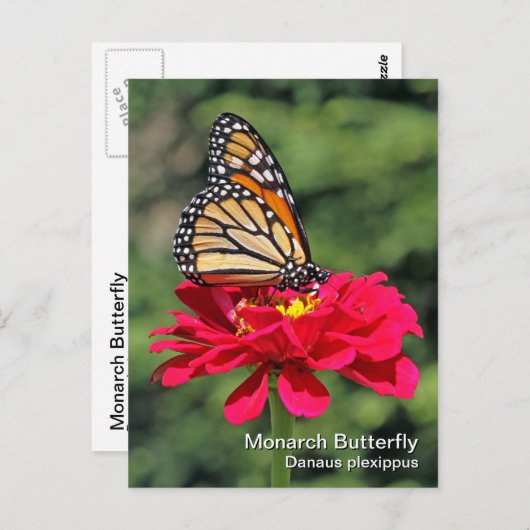 Monarch Butterfly Postkarte (Vorne/Hinten)