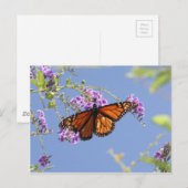 Monarch Butterfly Postkarte (Vorne/Hinten)