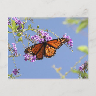 Monarch Butterfly Postkarte