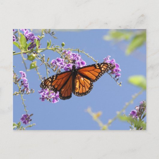 Monarch Butterfly Postkarte (Vorderseite)