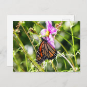 Monarch Butterfly Postkarte (Vorne/Hinten)