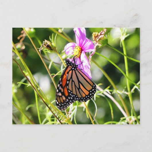 Monarch Butterfly Postkarte (Vorderseite)