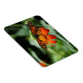 Monarch Butterfly Premium Magnet (Rechte Seite)