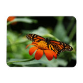 Monarch Butterfly Premium Magnet (Horizontal)