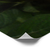 Monarch Butterfly Print Poster (Ecke)