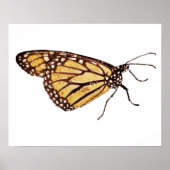 Monarch Butterfly Print Poster (Vorne)