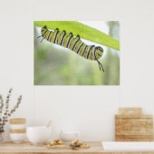 Monarch Butterfly-Raupe entdeckt einen Milchweed Poster (Küche)