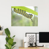 Monarch Butterfly-Raupe entdeckt einen Milchweed Poster (Heimbüro)