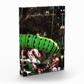 Monarch Butterfly Raupe Fotoblock (Links)