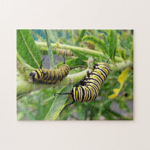 Monarch Butterfly Raupe Insekt Puzzle