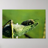 Monarch Butterfly-Raupe Poster (Vorne)