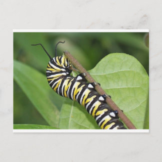 Monarch Butterfly-Raupe Postkarte