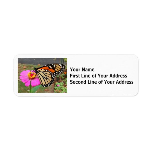 Monarch Butterfly Sieben Sie ein rosa Zinnia (Vorne)