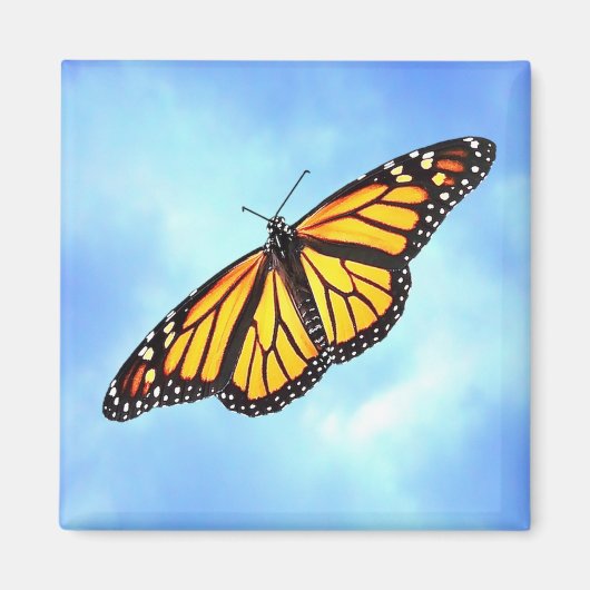 Monarch Butterfly Square Magnet (Vorne)