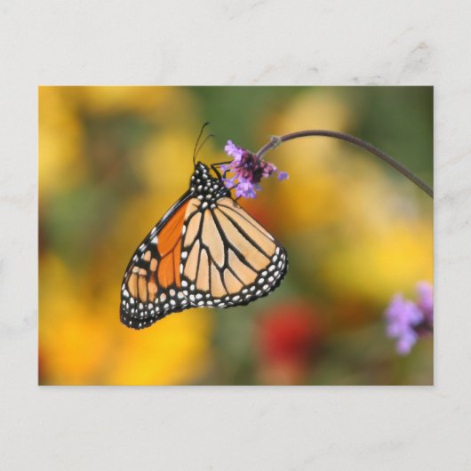 Monarch Butterfly Stops für Pollen Postkarte (Vorderseite)