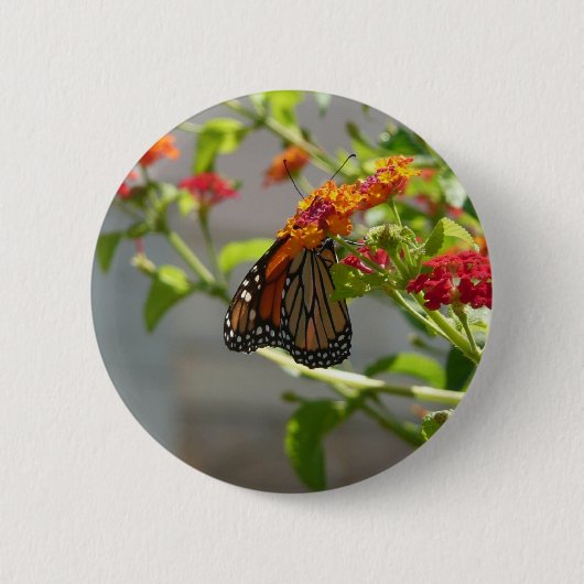 Monarch Butterfly über den Roten Schmetterling Bus Button (Vorderseite)