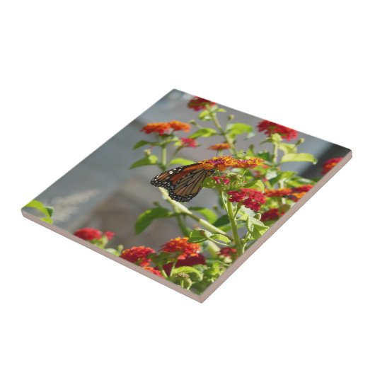 Monarch Butterfly über den Roten Schmetterling Bus Fliese (Seite)