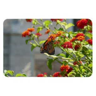 Monarch Butterfly über den Roten Schmetterling Bus Magnet