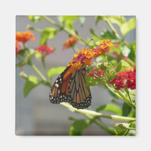 Monarch Butterfly über den Roten Schmetterling Bus Magnet