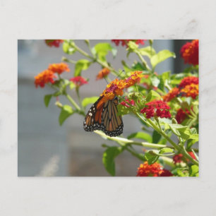 Monarch Butterfly über den Roten Schmetterling Bus Postkarte
